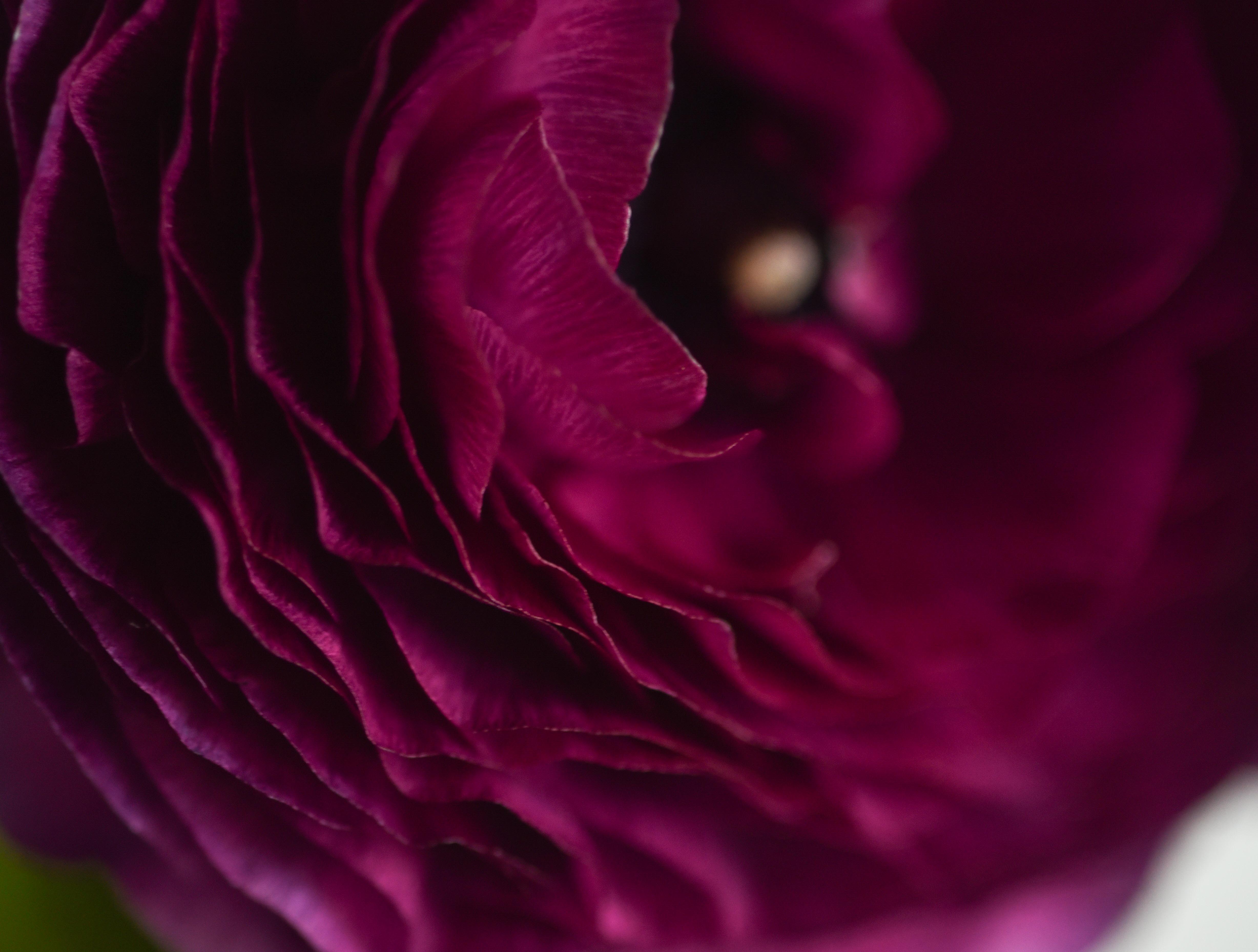 this is a picture of a close up of a magenta peony flower